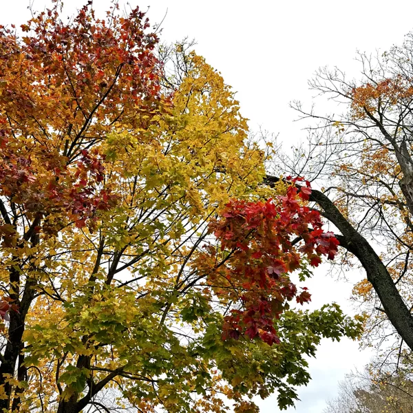 Latvijas Rudens Iedvesma